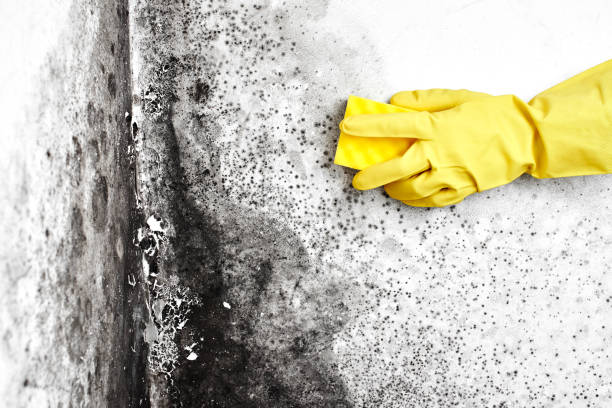 Best Professional Mold Removal  in Manor, PA