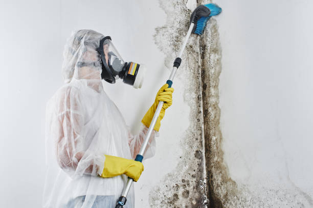 Best Black Mold Removal  in Manor, PA