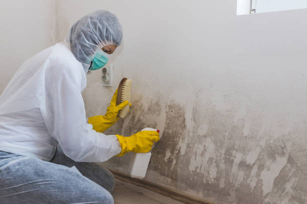 Best Commercial Mold Removal  in Manor, PA