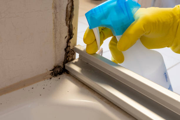 Best Toxic Mold Removal  in Manor, PA