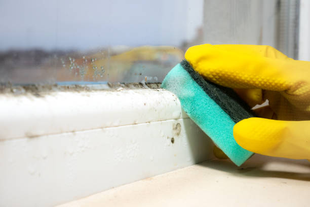 Professional Mold Removal in Manor, PA