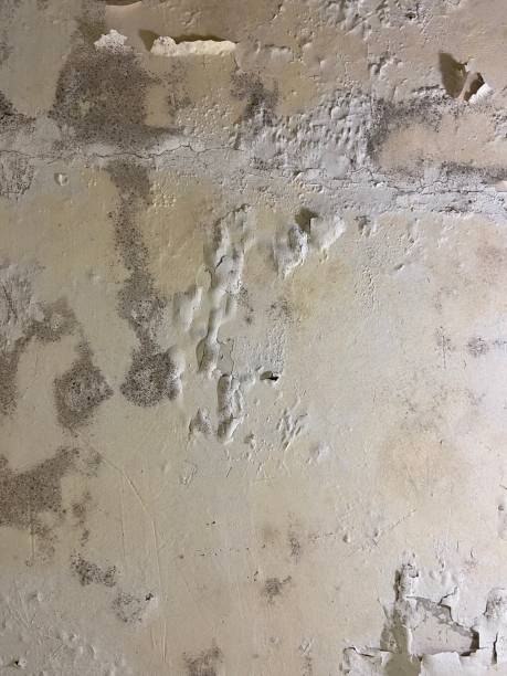 Best Office Mold Removal Services  in Manor, PA