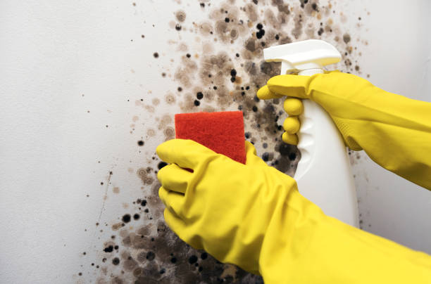 Best Mold Testing  in Manor, PA