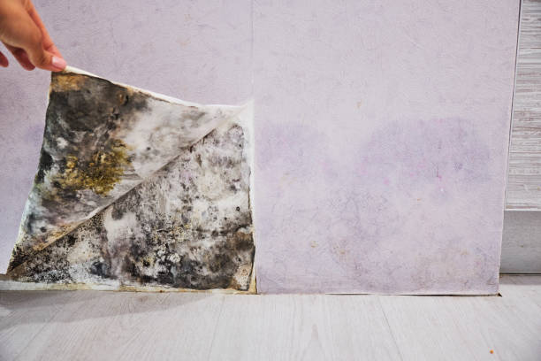 Best Residential Mold Removal  in Manor, PA